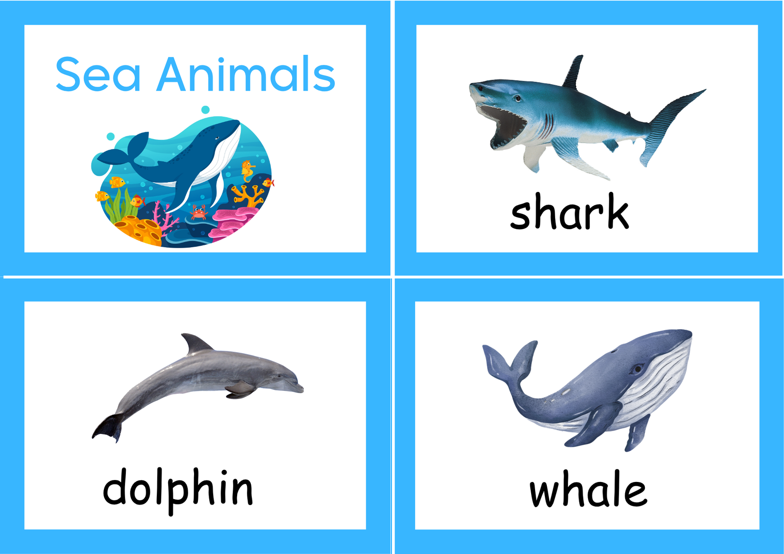 sea animals picture booklet tool sea animals picture booklet tool