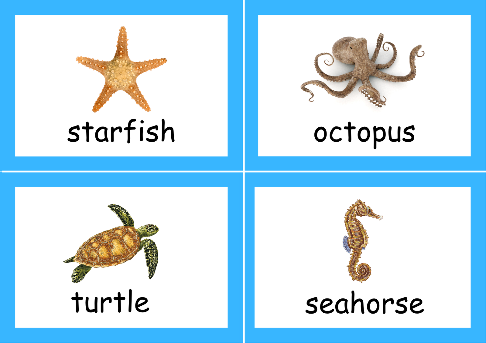 sea animals picture booklet tool sea animals picture booklet tool
