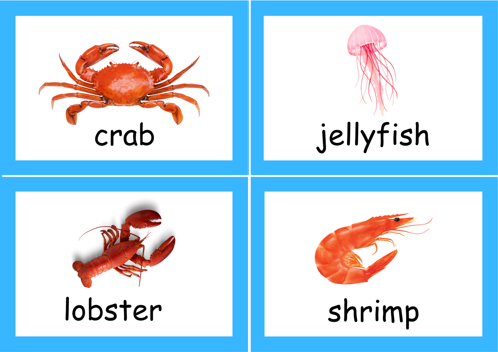 sea animals picture booklet tool sea animals picture booklet tool