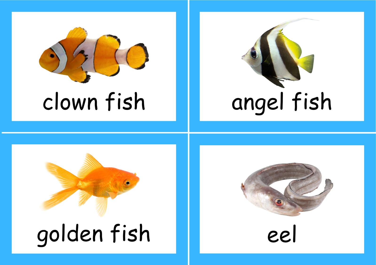 sea animals picture booklet tool sea animals picture booklet tool